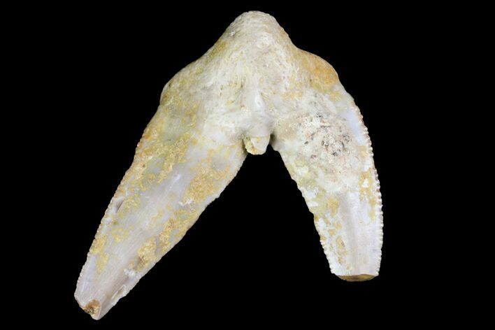 Fossil Shark (Xenacanthus) Tooth - Texas #136343